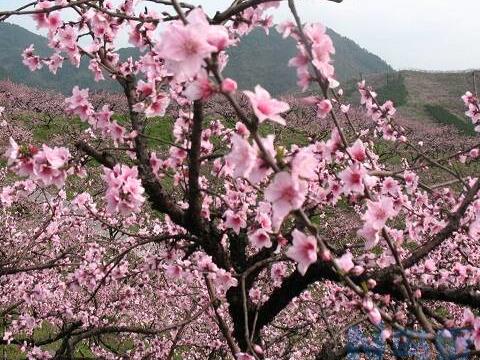 春天桃树剪枝怎么剪都需要剪哪里