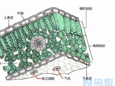 水稻叶上、下表皮的主要区别