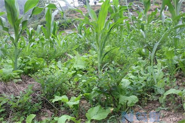 魔芋种植最佳时间和方法及注意事项 什么季节播种好