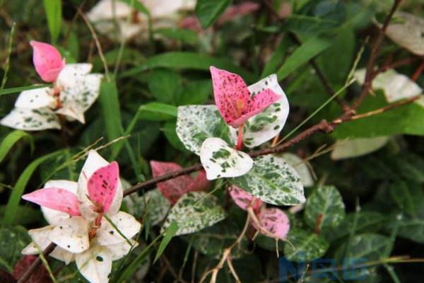 花叶络石施肥方法及注意事项 春季花叶络石怎么施肥