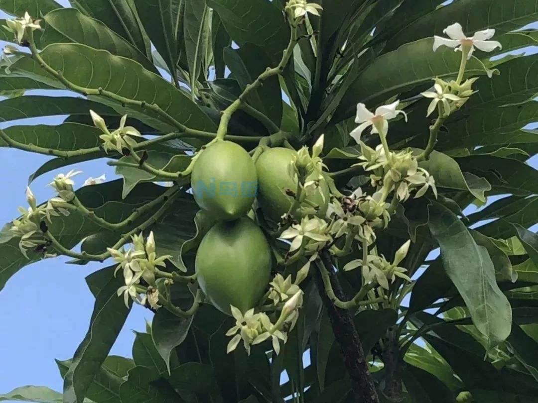 海芒果是二年生植物吗