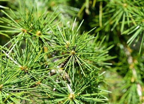 栽植了一年的雪松小树叶子有点黄怎么治疗