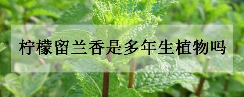 柠檬留兰香是多年生植物吗