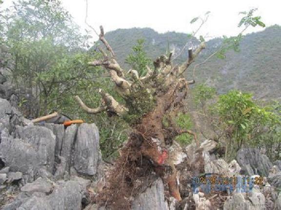 清香木盆景下山桩栽培经验