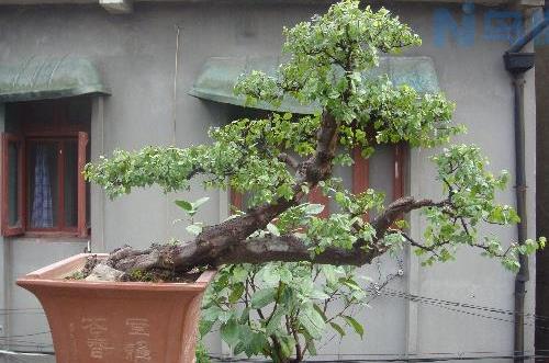 雀梅树桩盆景夏季浇水过多造成落叶能翻盆换土吗