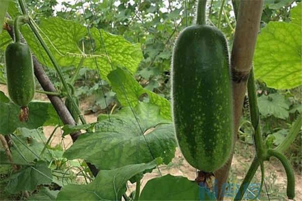 节瓜种植最佳时间和方法及注意事项 什么季节播种好