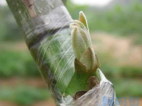 秋季花木芽接和管理技巧