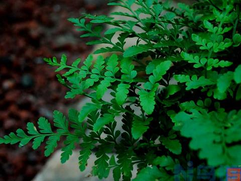 高山羊齿栽植管理