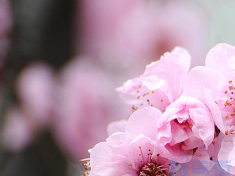 梅花什么时候开花 花期是哪个季节