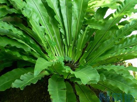 鸟巢蕨怎么养才能更旺盛 什么时候开花