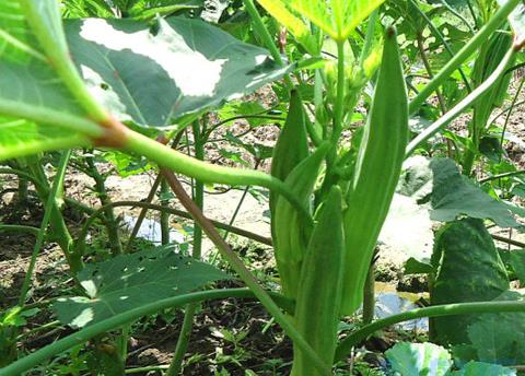 黄秋葵种植最佳时间和方法及注意事项 什么季节播种好