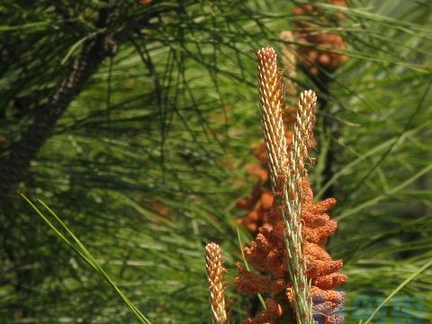 马尾松切根育菌技术和后期水肥管理起苗运输介绍