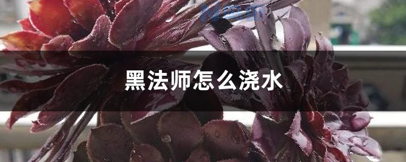 黑法师怎么判断该浇水 都有哪些方法