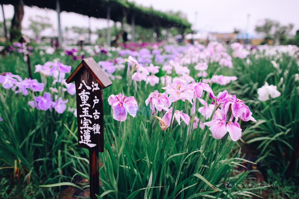 香菖蒲微型盆景