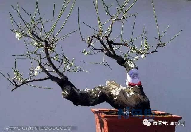 红梅盆景需要嫁接吗