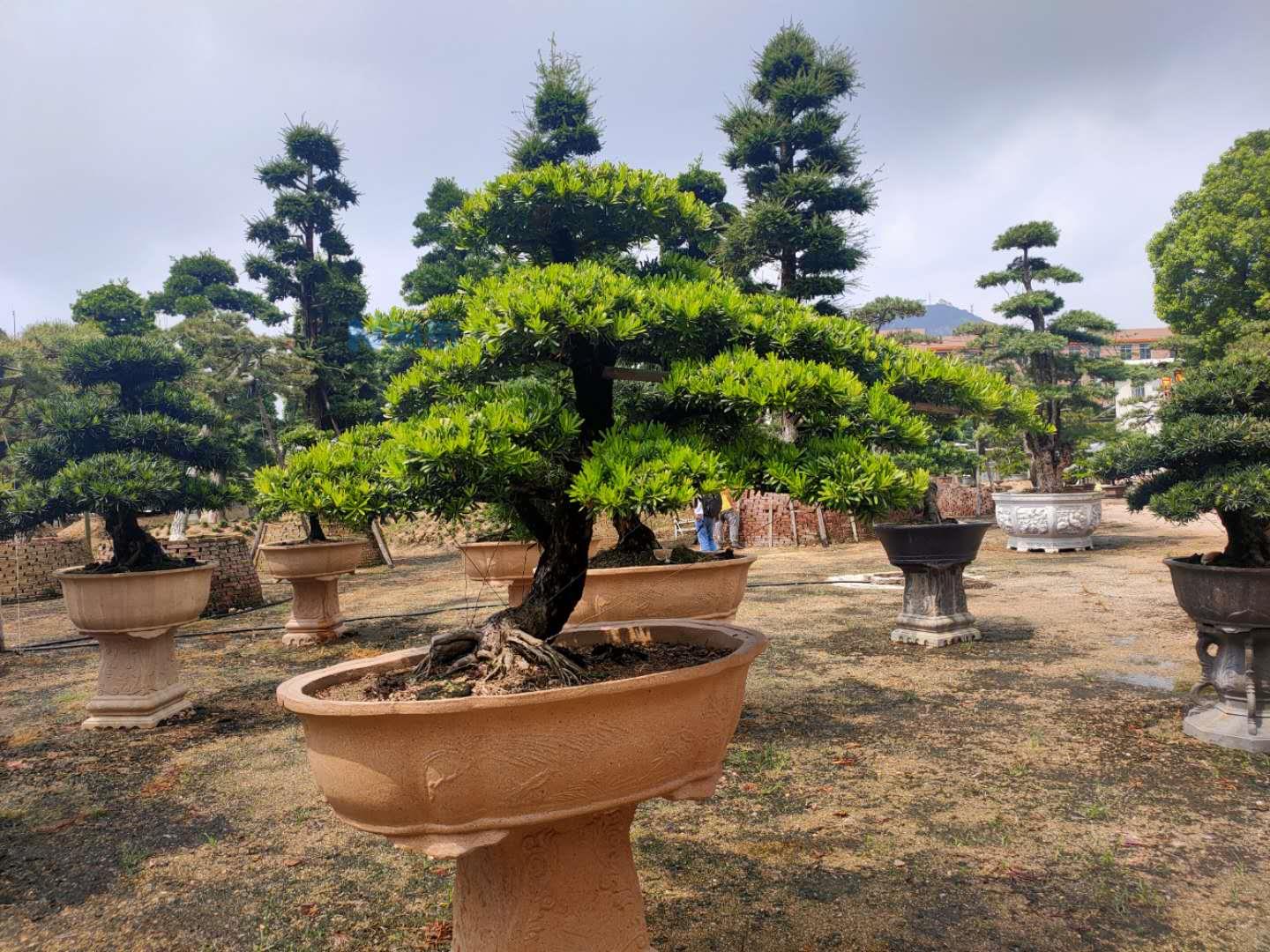 种植十年的大叶罗汉松可以做造型吗