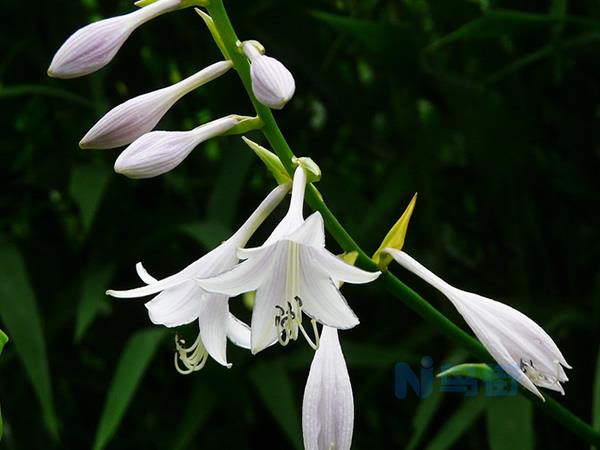 玉簪花什么时候开花 花期几月份