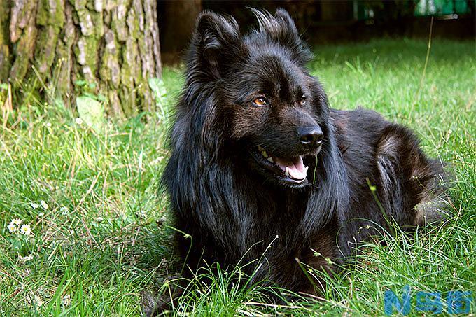 比利时牧羊犬怎么样？比利时牧羊犬详情介绍