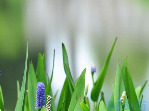 再力花是水生植物吗