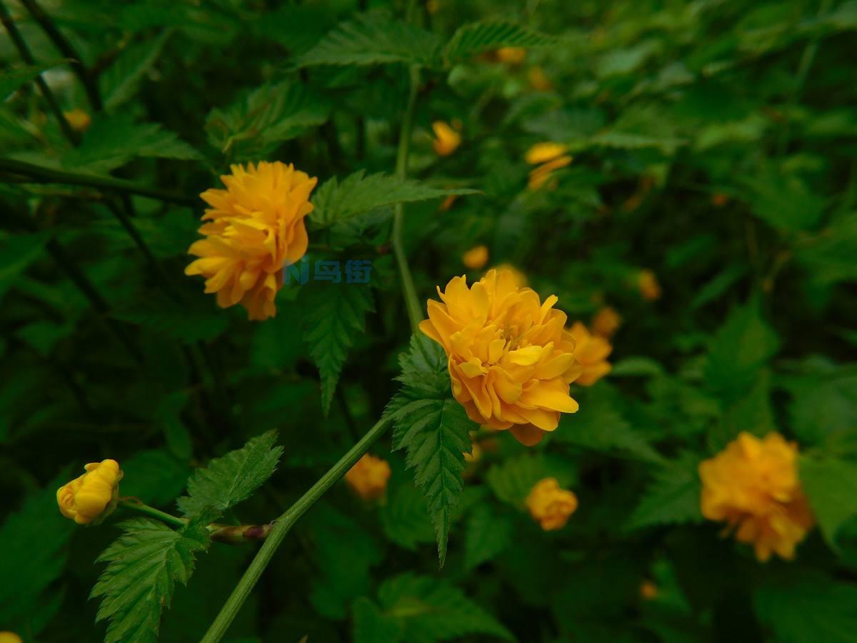 棣棠花的简介