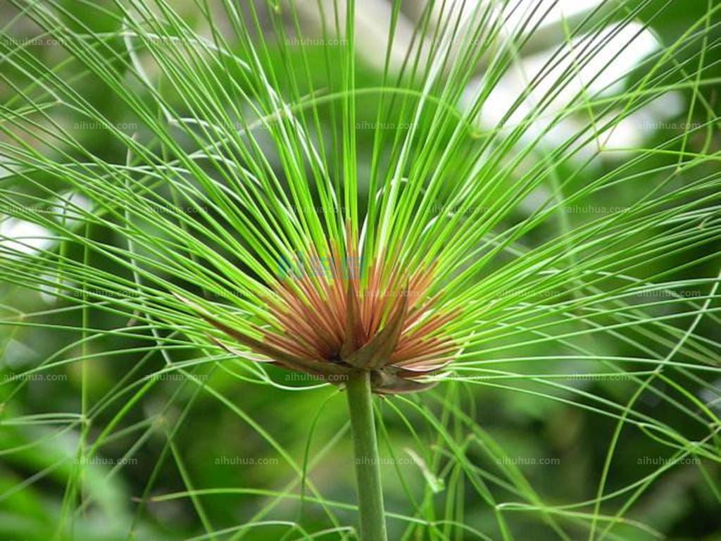 埃及莎草是水生植物吗