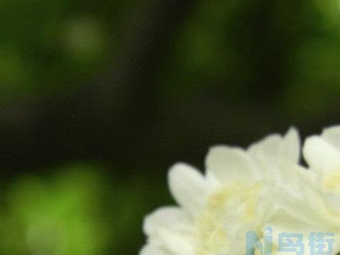 木香花耐寒多少度 如何安全过冬