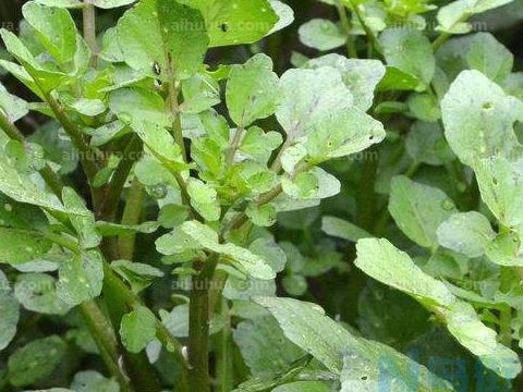 水田芥是水生植物吗