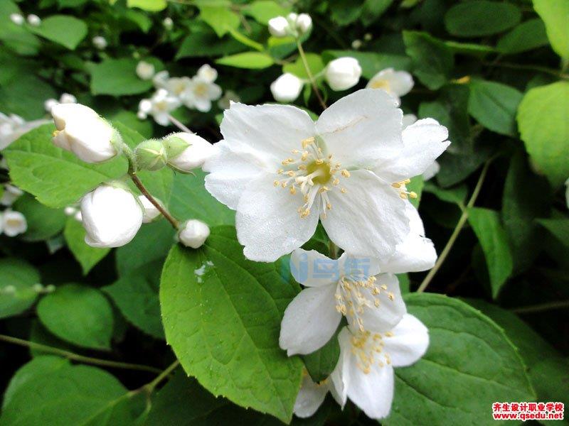 山梅花种植技术