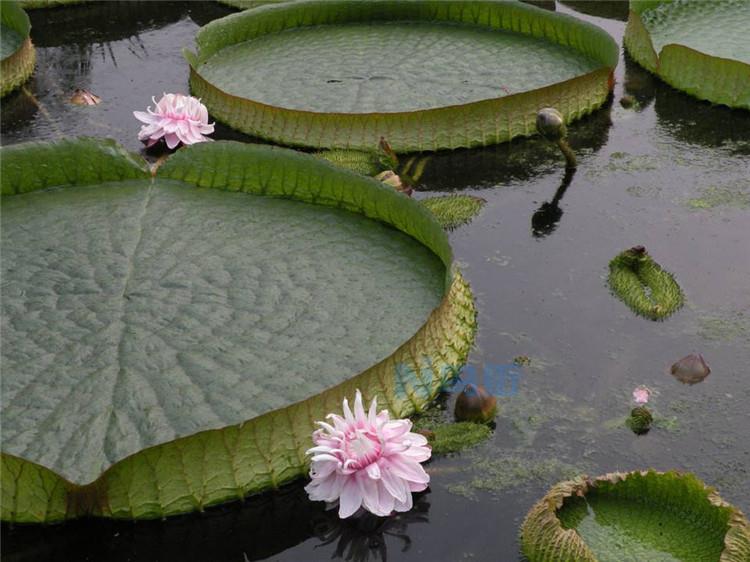 克鲁兹王莲是水生植物吗