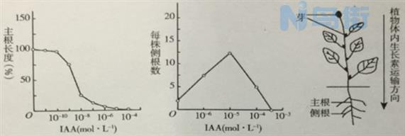 生长调节剂在扦插中的应用