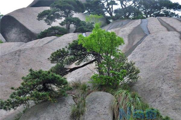 裸根松树的移栽不死的方法 移栽多久成活