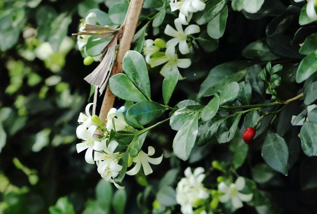 九里香栽花盆里栽1株好还是两株好