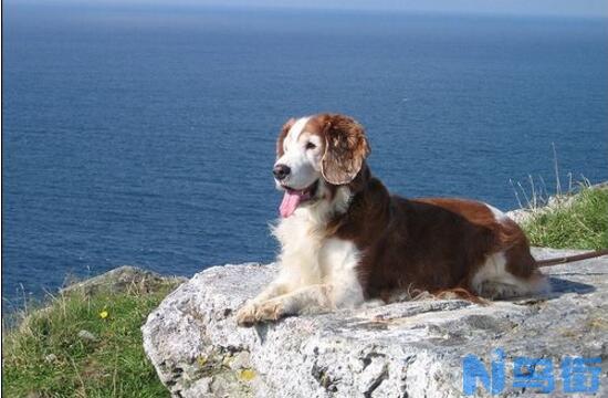 英国跳猎犬多少钱一只？英国跳猎犬价格