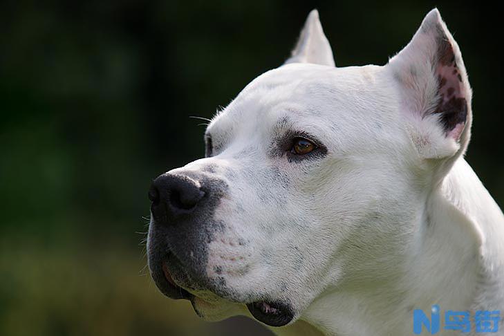 杜高犬的脾气好吗？脾气差吗？