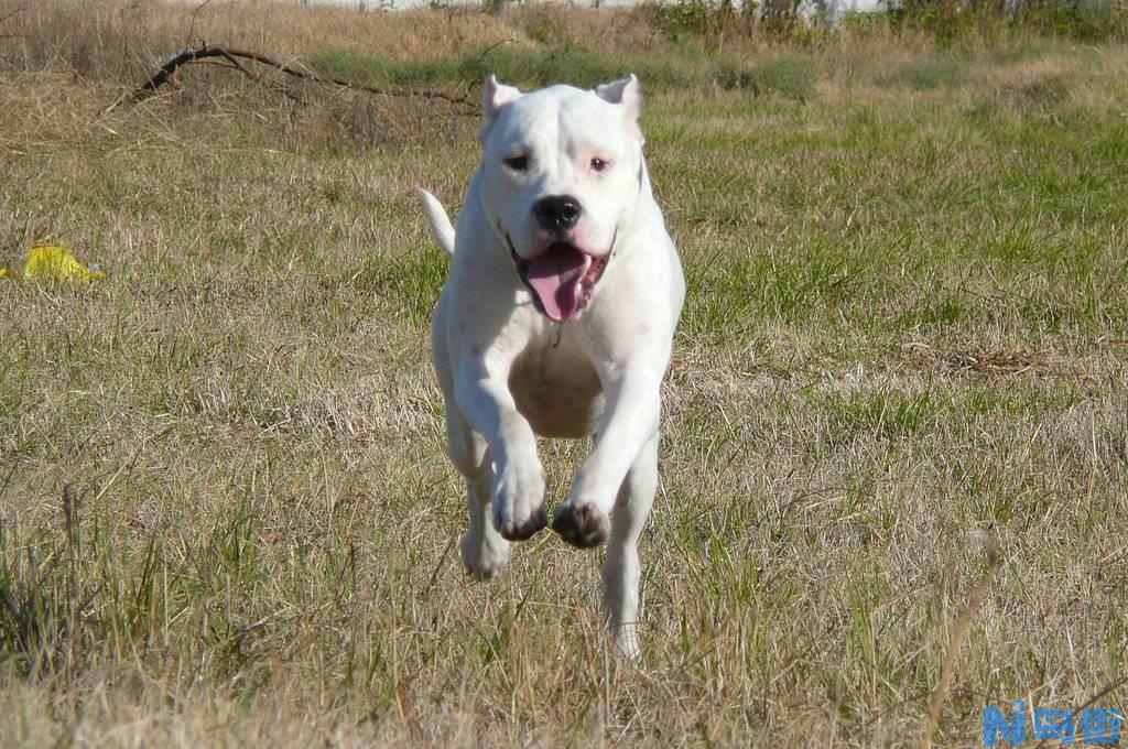 杜高犬和比特犬谁厉害？比特犬vs杜高犬