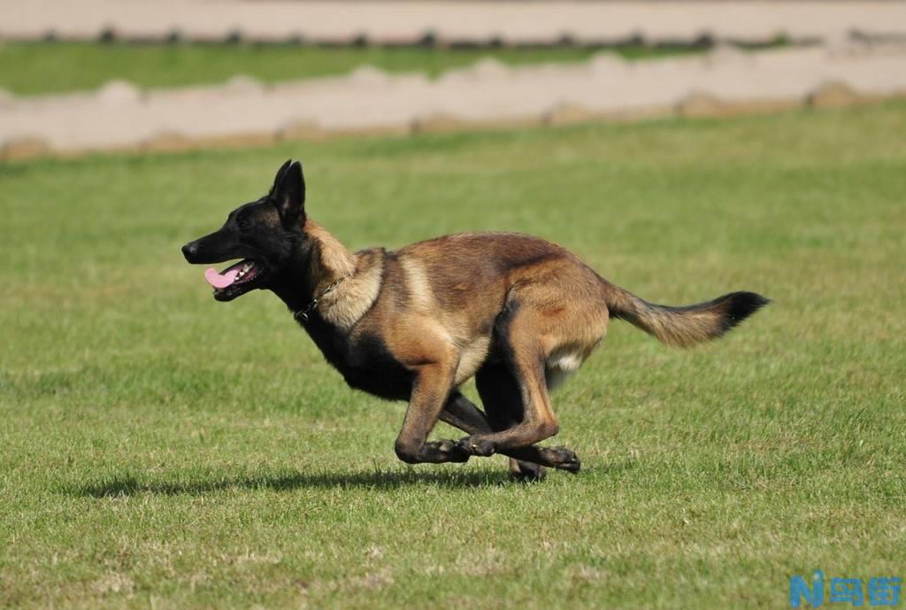 马里努阿犬聪明吗？马里努阿犬智商