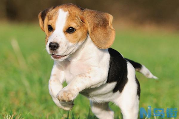 比格犬吃什么？比格犬的饮食