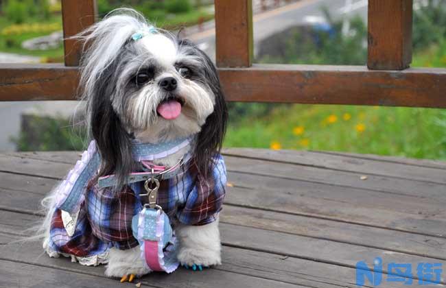 西施犬寿命有多长？西施犬寿命