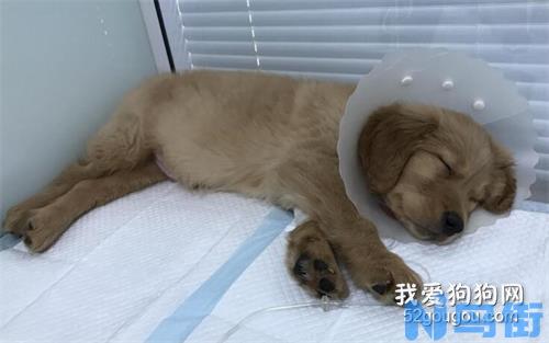 犬瘟热后遗症有哪些特征？犬瘟热后遗症