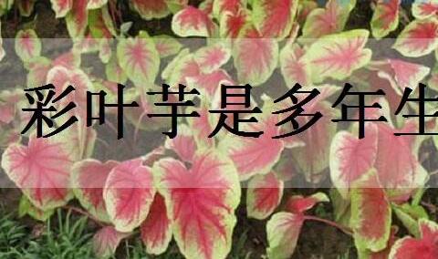 彩叶芋是多年生植物吗