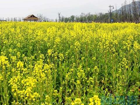 油菜种植时间和方法 北方什么时候种合适