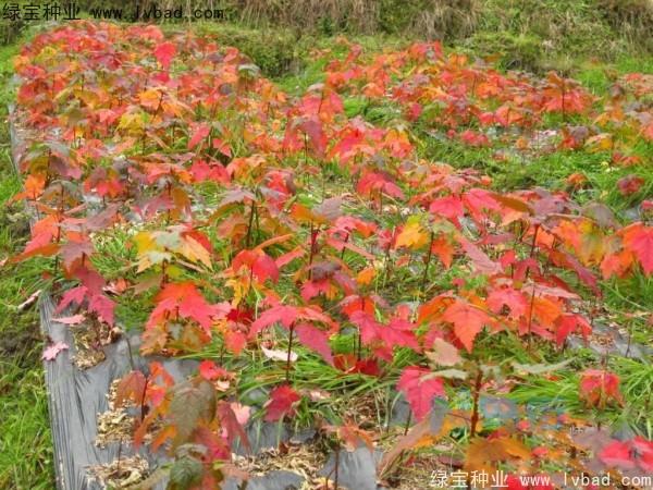 美国红枫种子播种与苗期管理和分苗定植