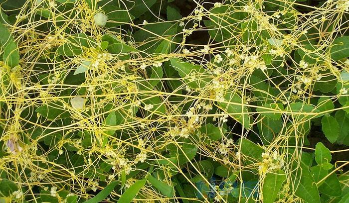 菟丝子是一年生植物吗