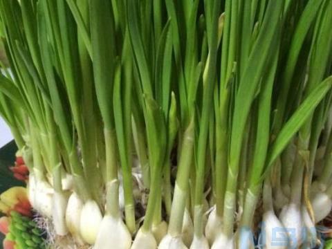 蒜苗种植最佳时间和方法及注意事项 什么季节播种好