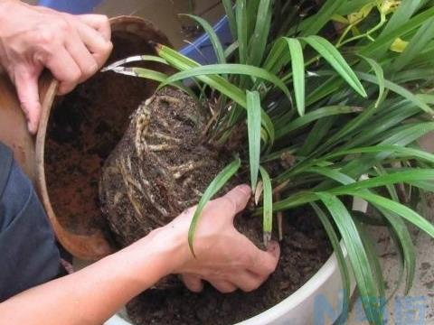 茉莉花换盆换土原则和方法步骤