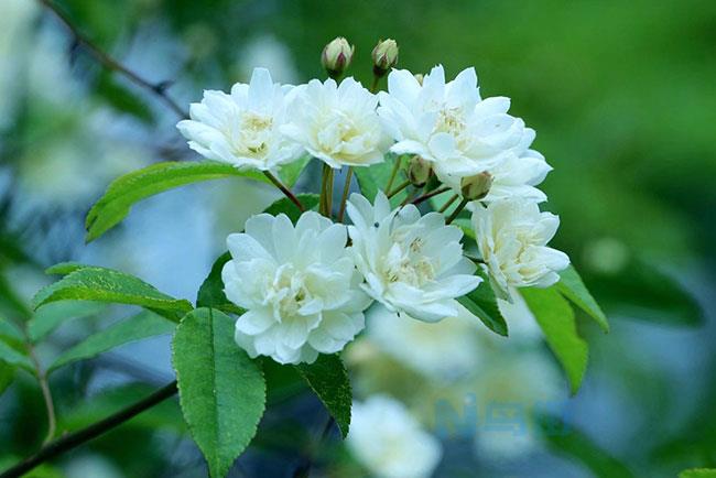 木香花的种植方法 夏季如何养护