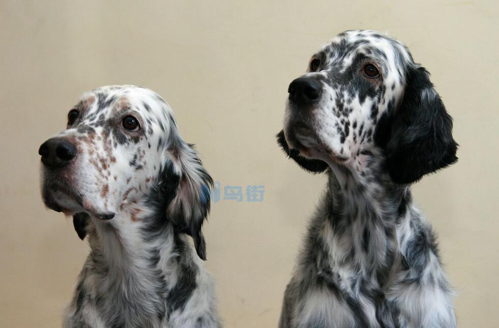 英国雪达犬怎么饲养？英国雪达犬饲养注意事项