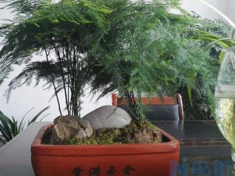 白糖水浇文竹可以吗