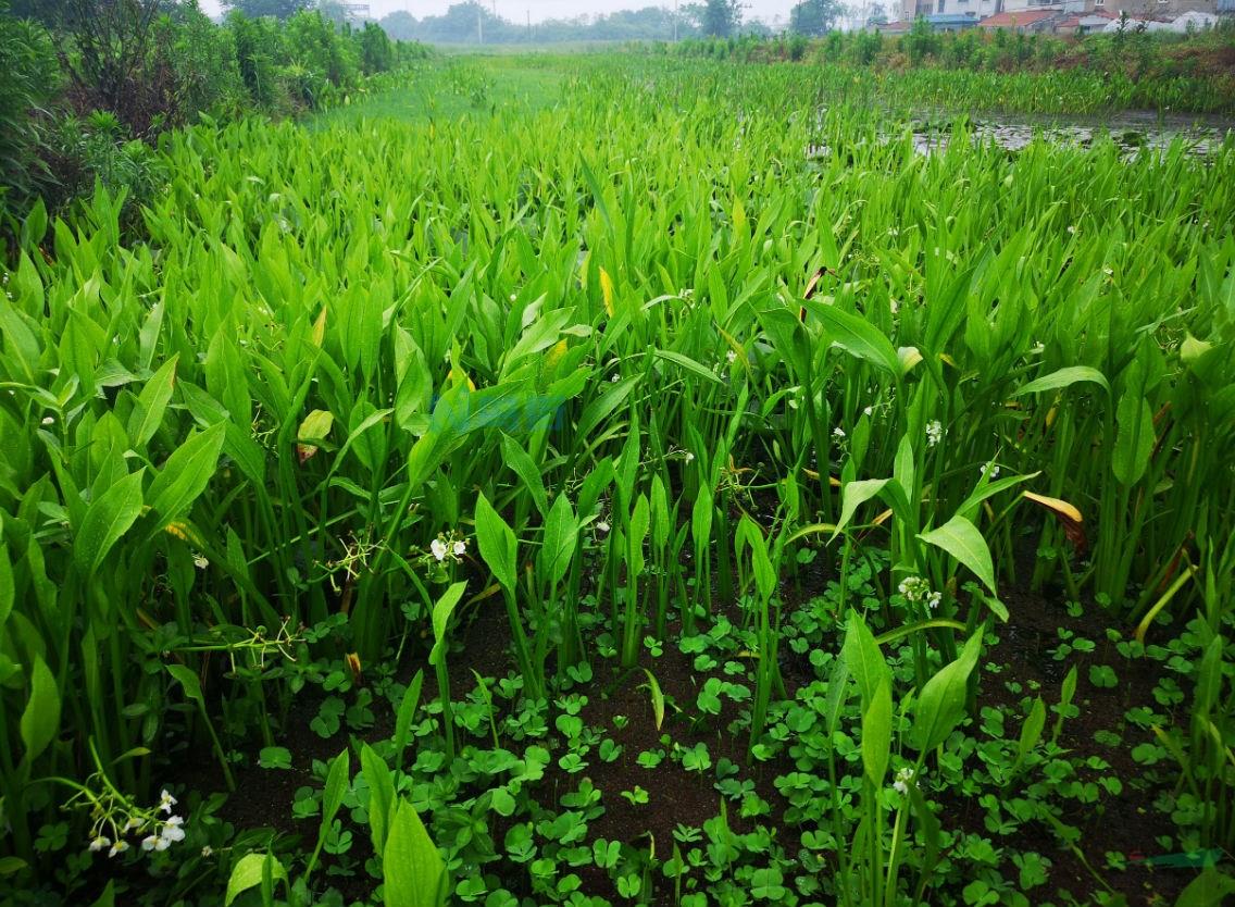 慈姑是水生植物吗