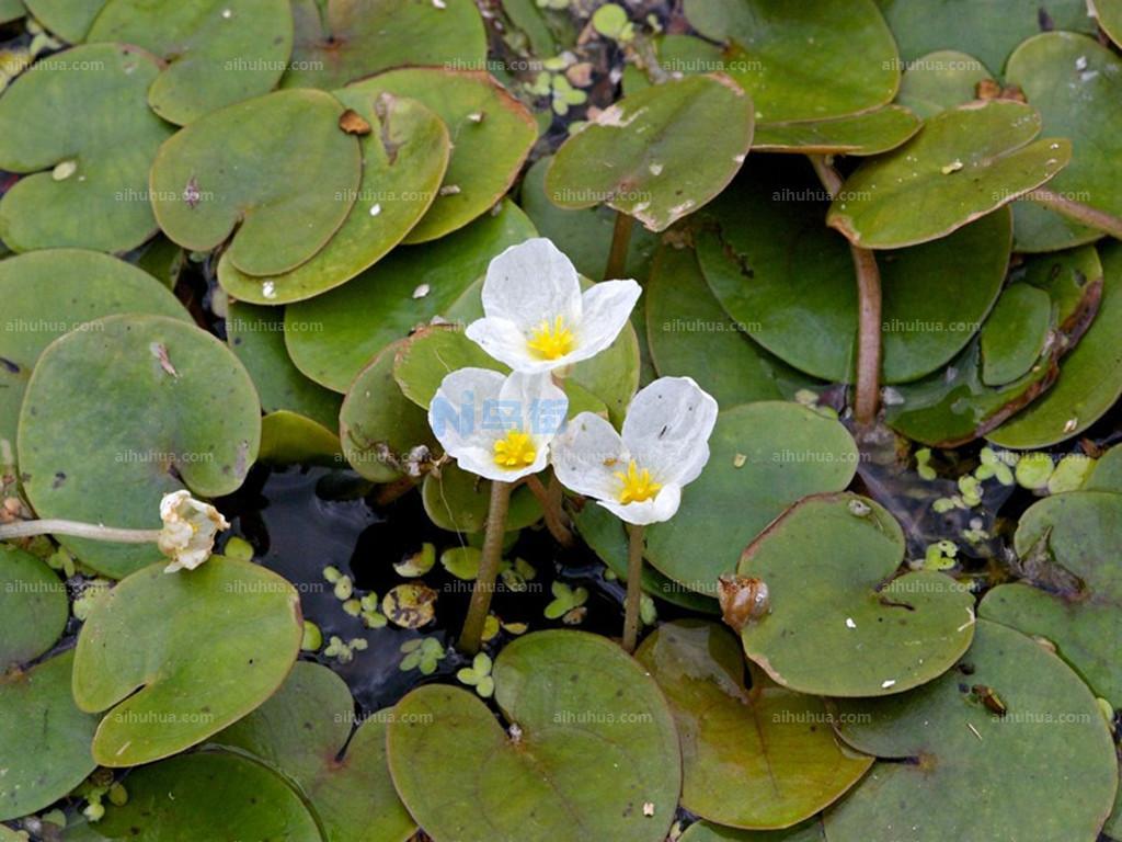 水鳖是水生植物吗